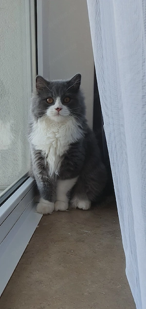    Wunderschöne Britisch Longhair Mix Katze mit komplettem Zubehör sucht liebevolles Zuhause