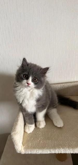    Wunderschöne Britisch Longhair Mix Katze mit komplettem Zubehör sucht liebevolles Zuhause