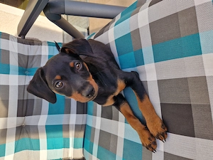 Zwergpinscher zu verkaufen 