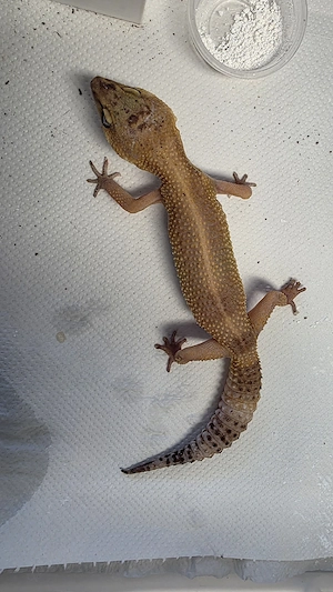 3 Leopardgecko Damen