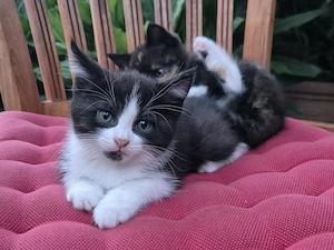 Kitten BKH-Main-Coon abzugeben
