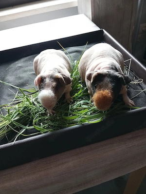 Skinny Pig Meerschweinchen