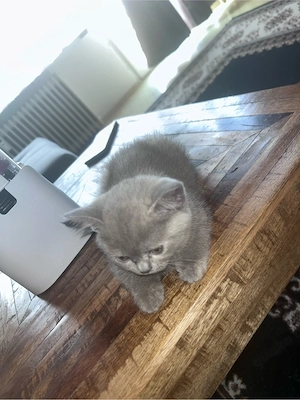 BKH baby katze 