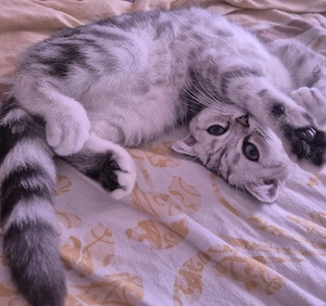 BKH mix Katze Weibchen 
