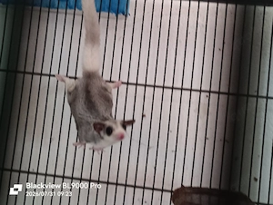 Sugar Glider Pärchen 