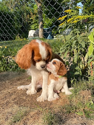 Cavalier King Charles Welpe - RÜDE - Blenheim