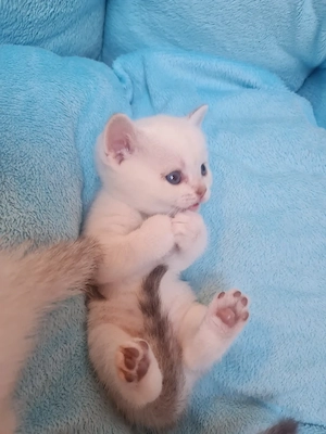 Süße Bkh kitten  