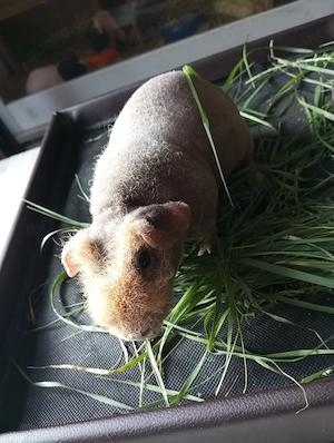 Skinny Pig 