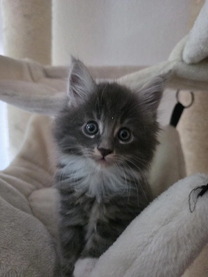4 Maine Coon Kater 