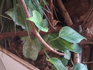 Kronengecko adult. 5 Jahre mit Terrarium und Zubehör Bild 8
