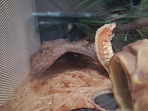 Kronengecko adult. 5 Jahre mit Terrarium und Zubehör Bild 10
