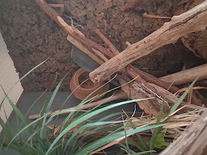 Kronengecko adult. 5 Jahre mit Terrarium und Zubehör Bild 7