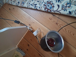 Kronengecko adult. 5 Jahre mit Terrarium und Zubehör Bild 5