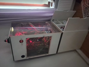 Kronengecko adult. 5 Jahre mit Terrarium und Zubehör Bild 3