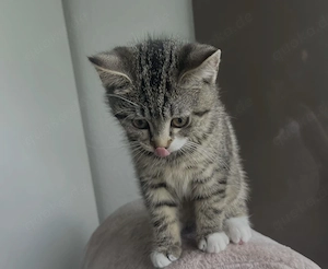 6 Monate alt EKH Kater