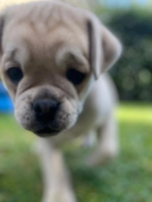 Retromops Welpen 