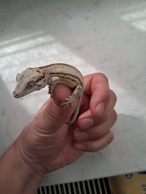 0.0.1 Höckerkopfgecko (Rhacodactylus auriculatus)
