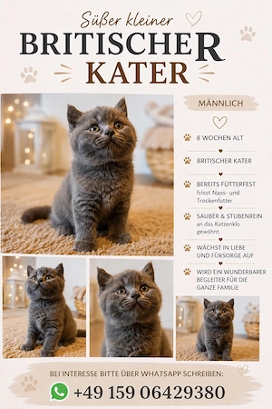  Britisch Kurzhaar,  BKH, Kater