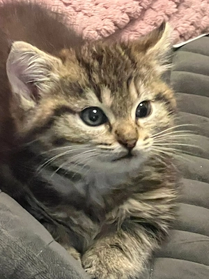 Waldkätzchen sucht lieben neuen besitzer