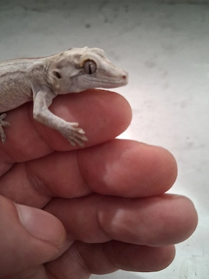 0.0.1 Höckerkopfgecko (Rhacodactylus auriculatus)