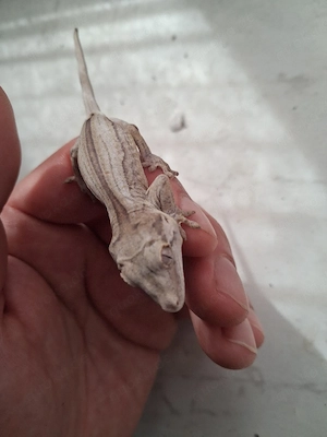 0.0.1 Höckerkopfgecko (Rhacodactylus auriculatus)