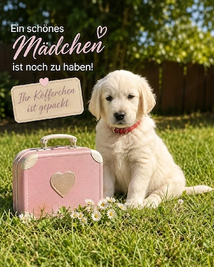 Wunderschöne Golden Retriever Welpen in liebevolle Hände abzugeben
