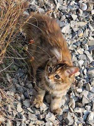Maine Coon Kätzchen Baby Kitten mit XXL Genen dreifarbig  