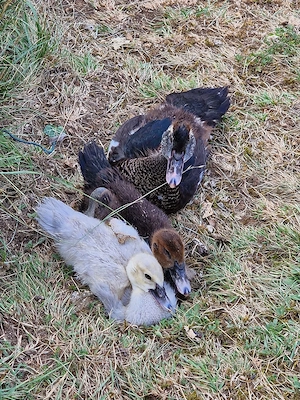 Enten Flugente Warzenente Jungenten - Schneckenfresser