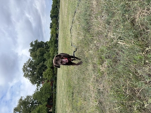 Labrador Hündin 3Jahre 