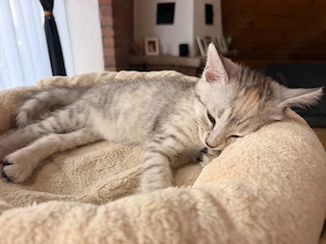 KITTEN Türkisch-Angora-Mix Mädchen 