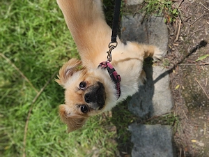 Pekingnese Hündin sucht 