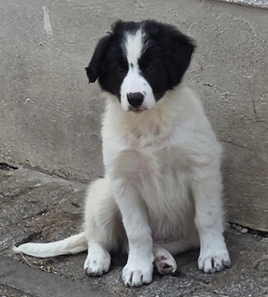 Wunderschöne Border-Collie Welpen ohne Papiere abzugeben