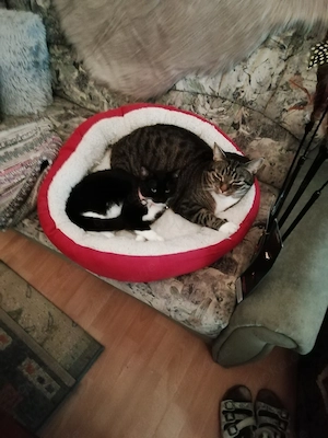 Tiersitting mit Herz: Gassigehen & Katzenbetreuung