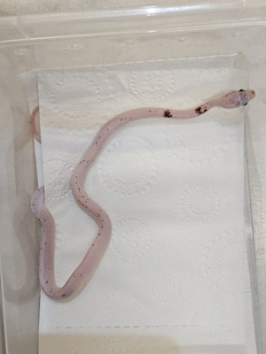 Kornnatter NZ 26,Blizzard, Palmetto, Mandarin, Bloodred Pied sided, Anery, Classic 