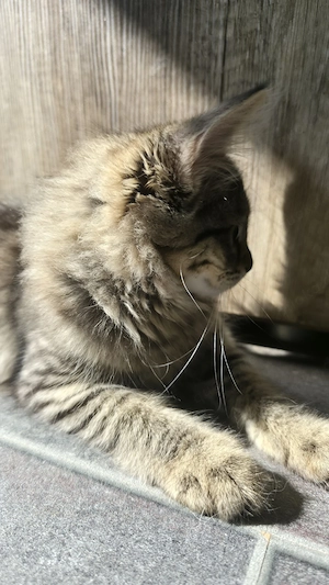 Maine Coon Mix Mädchen 