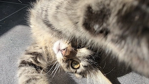 Wunderschönes Maine Coon Mix Kätzchen sucht liebevolles Zuhause