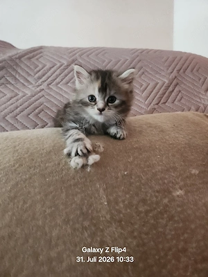 4meine coon mischiling katze baby zu verkaufen Bild 1