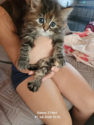 4meine coon mischiling katze baby zu verkaufen Bild 2