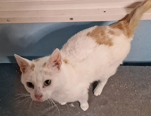 Tierschutzkater