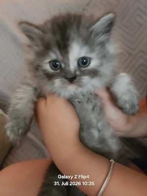 4meine coon mischiling katze baby zu verkaufen Bild 3