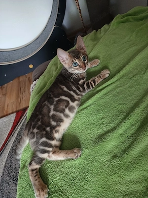 Reinrassiger Bengal Kitte mit Stammbaum  Abholbereit