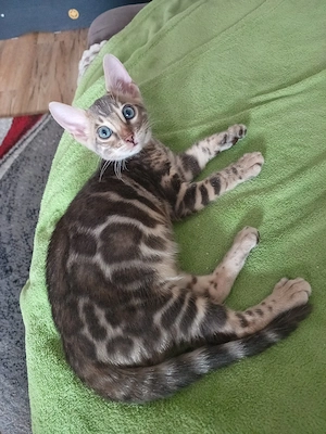 Reinrassiger Bengal Kitte mit Stammbaum  Abholbereit