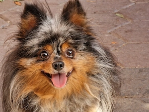 Pomchi Hündin 