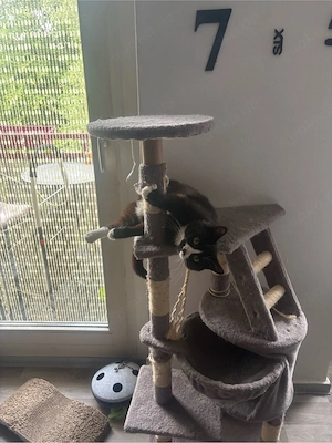 kater nicht kassiert versteht sich nicht mit meiner latze leider