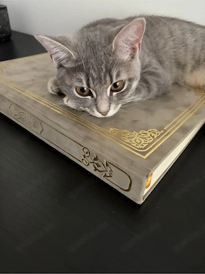 bkh kitte mix europäisch 