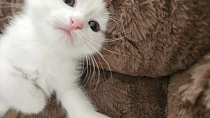 Zuckersüßes BKH-Angora Mix Kitten (w) sucht Kuschelplatz auf Lebenszeit (Reservierung ab sofort)