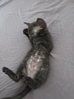 Sphynx   Devon Rex - Kitten :)