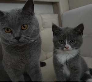 Bhk mix kitten 