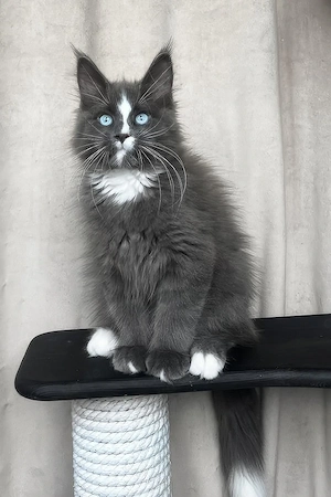 Blauäugiges Maine-Coon-Kätzchen sucht ein luxuriöses Zuhause für immer  
