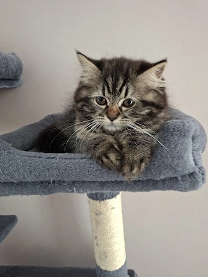 Perser Kitten, reinrassig 